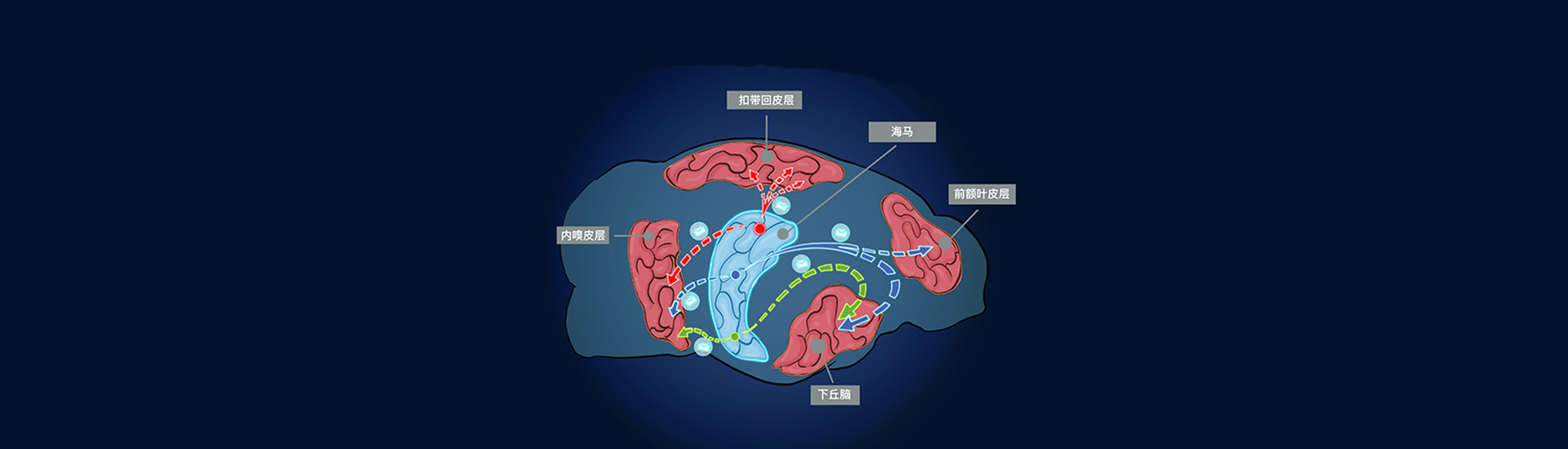 中國科學院腦智卓越中心解析小鼠海馬單神經元全腦投射規律